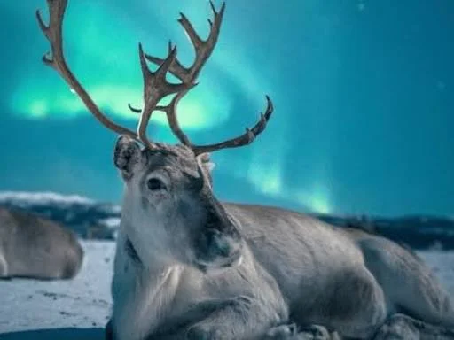 Renos bajo las auroras boreales