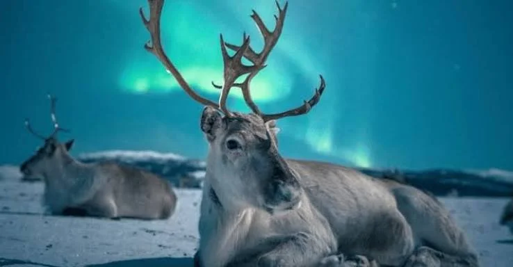 Renos bajo las auroras boreales